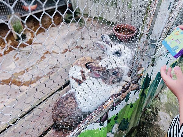 ★桃園●大溪＊富田花園農場＊近距離互動餵食可愛動物、騎馬體驗