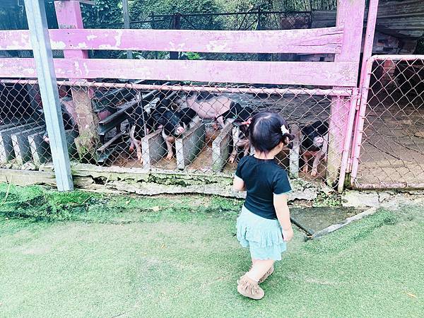 ★桃園●大溪＊富田花園農場＊近距離互動餵食可愛動物、騎馬體驗