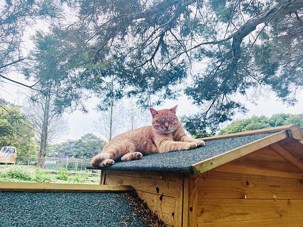 ★桃園●大溪＊富田花園農場＊近距離互動餵食可愛動物、騎馬體驗