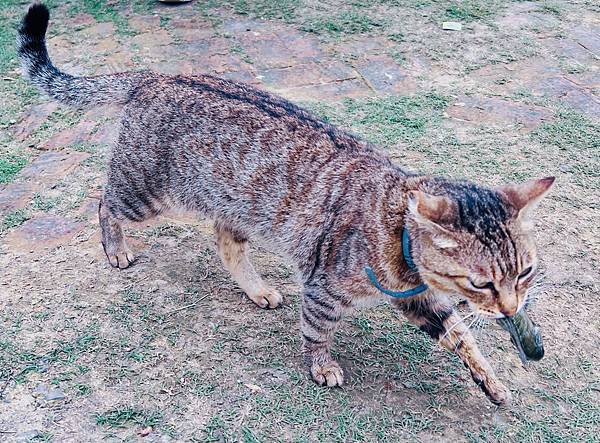 ★桃園●大溪＊富田花園農場＊近距離互動餵食可愛動物、騎馬體驗