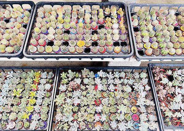 ★彰化親子景點推薦★免門票、免費停車『埔茂花市』超佛心親子景 ★彰化親子景點推薦★免門票、免費停車『埔茂花市』超佛心親子景