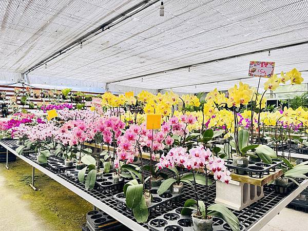 ★彰化親子景點推薦★免門票、免費停車『埔茂花市』超佛心親子景 ★彰化親子景點推薦★免門票、免費停車『埔茂花市』超佛心親子景