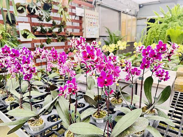 ★彰化親子景點推薦★免門票、免費停車『埔茂花市』超佛心親子景 ★彰化親子景點推薦★免門票、免費停車『埔茂花市』超佛心親子景