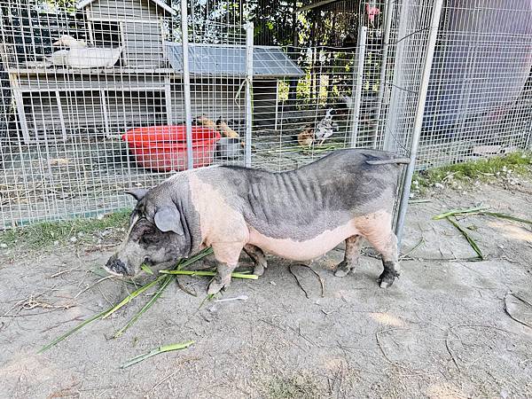 ★彰化親子景點推薦★彰化田尾最新『有樂莊園』百元門票全額抵, ★彰化親子景點推薦★彰化田尾最新『有樂莊園』百元門票全額抵,