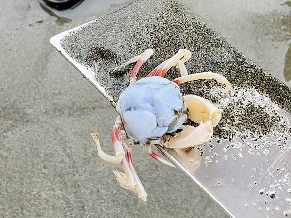 ★彰化親子景點★王功漁港, ★彰化親子景點★王功漁港,