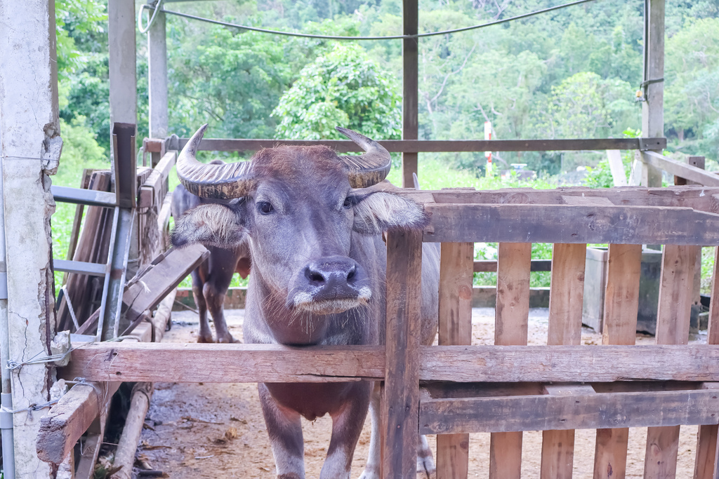 ★嘉義親子露營住宿推薦★『築夢森居』體驗一泊二食野奢露營車, ★嘉義親子露營住宿推薦★『築夢森居』體驗一泊二食野奢露營車,