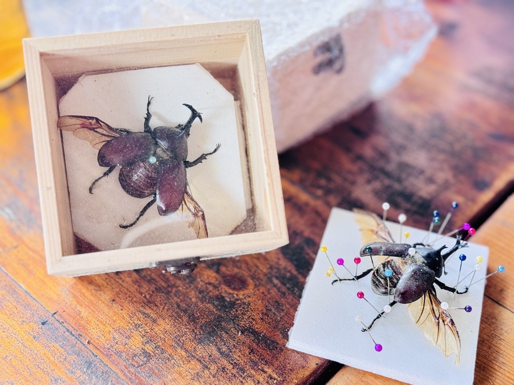 ★嘉義親子露營住宿推薦★『築夢森居』體驗一泊二食野奢露營車, ★嘉義親子露營住宿推薦★『築夢森居』體驗一泊二食野奢露營車,