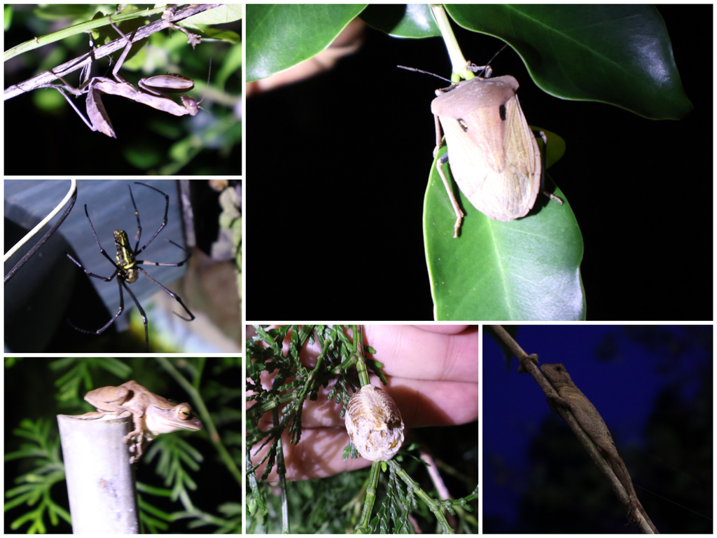 ★嘉義親子露營住宿推薦★『築夢森居』體驗一泊二食野奢露營車, ★嘉義親子露營住宿推薦★『築夢森居』體驗一泊二食野奢露營車,