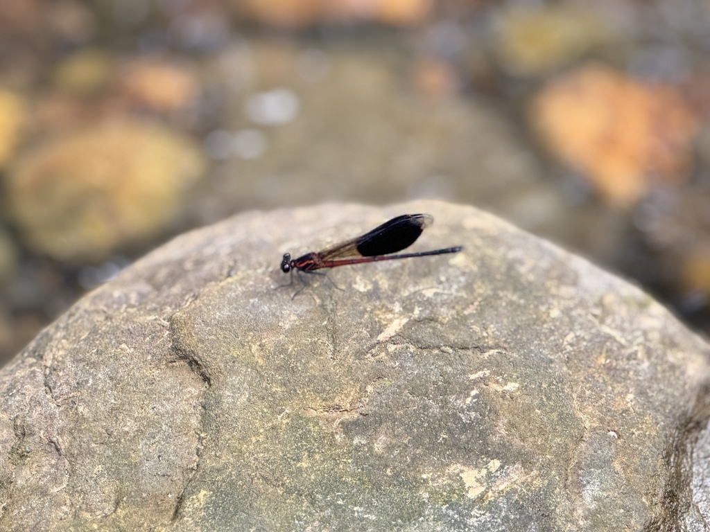 ★桃園親子景點推薦★『千層瀑布』夏日消暑秘境,免上山就能抵達 ★桃園親子景點推薦★『千層瀑布』夏日消暑秘境,免上山就能抵達