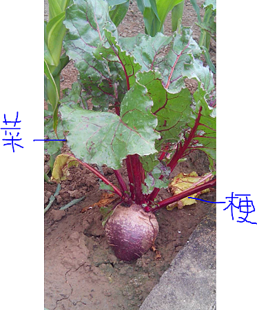 甜菜根菜梗