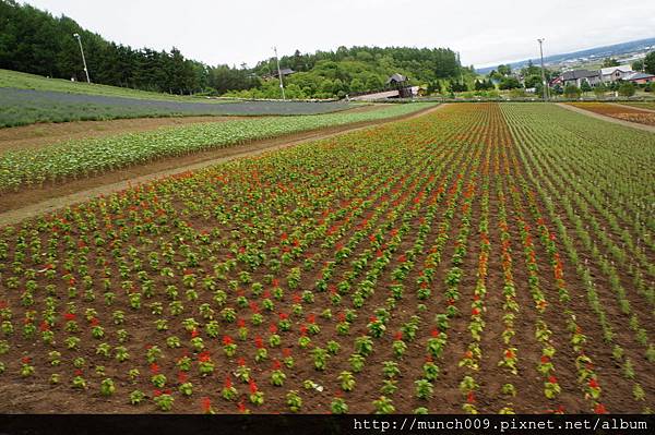 北星薰衣草園 2.JPG