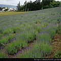 北星薰衣草園 4.JPG