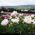 北星薰衣草園 9.JPG