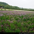 富田農場 14.JPG