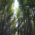 御髪神社野宮神社0009.JPG