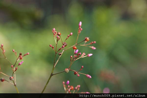 花開富貴0004.JPG