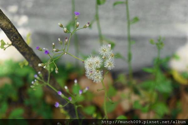 一枝香與紫背草0008.JPG