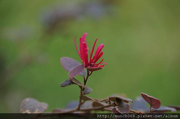 紅花檵木0001.JPG