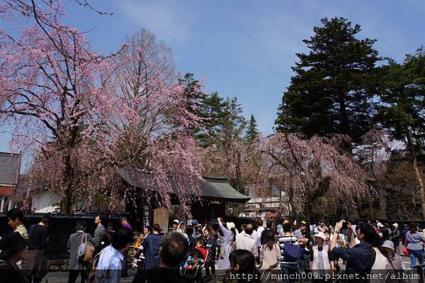 角館及桧木內川堤0005.JPG