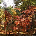 昆明黑龍潭公園0022.JPG