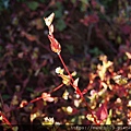 東川紅土地(下)0011.JPG