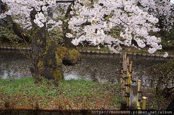 弘前城公園賞櫻0016.JPG