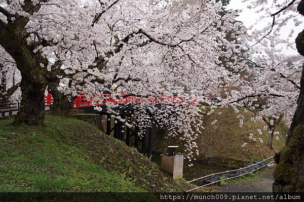 弘前城公園賞櫻0028.JPG