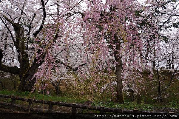 弘前城公園賞櫻0029.JPG