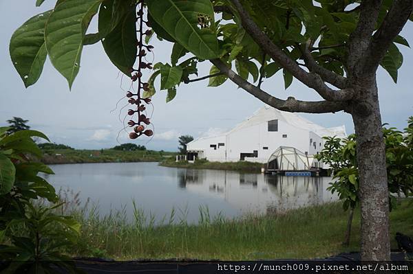 台江公園管理處四草綠色隧道0020.JPG