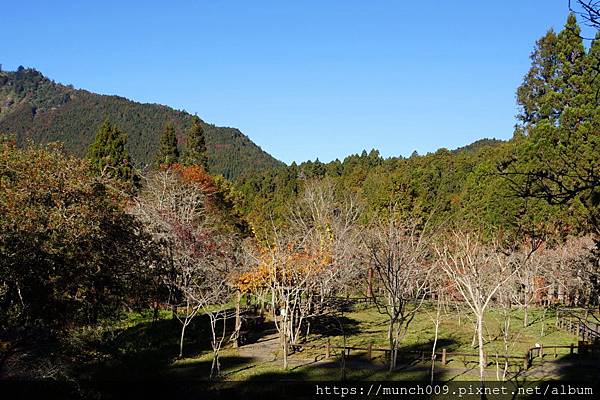 阿里山賞楓-沼平車站0009.JPG