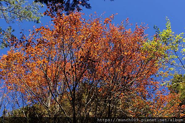 阿里山賞楓-對高岳車站0015.JPG