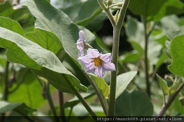 奇怪的茄子 莎莉與您再續前緣 痞客邦