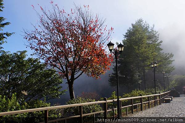 對高岳賞楓0025.JPG