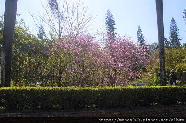 台南公園賞羊蹄甲花0001.JPG