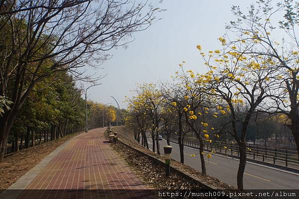 嘉義八掌溪賞黃花風鈴木0012.JPG