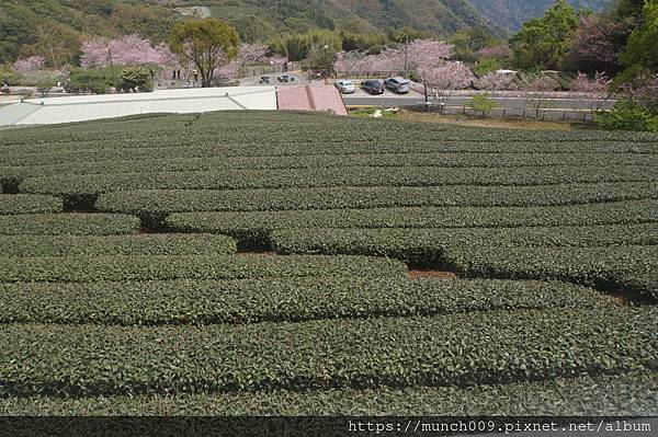 隙頂茶霧之道0005.JPG