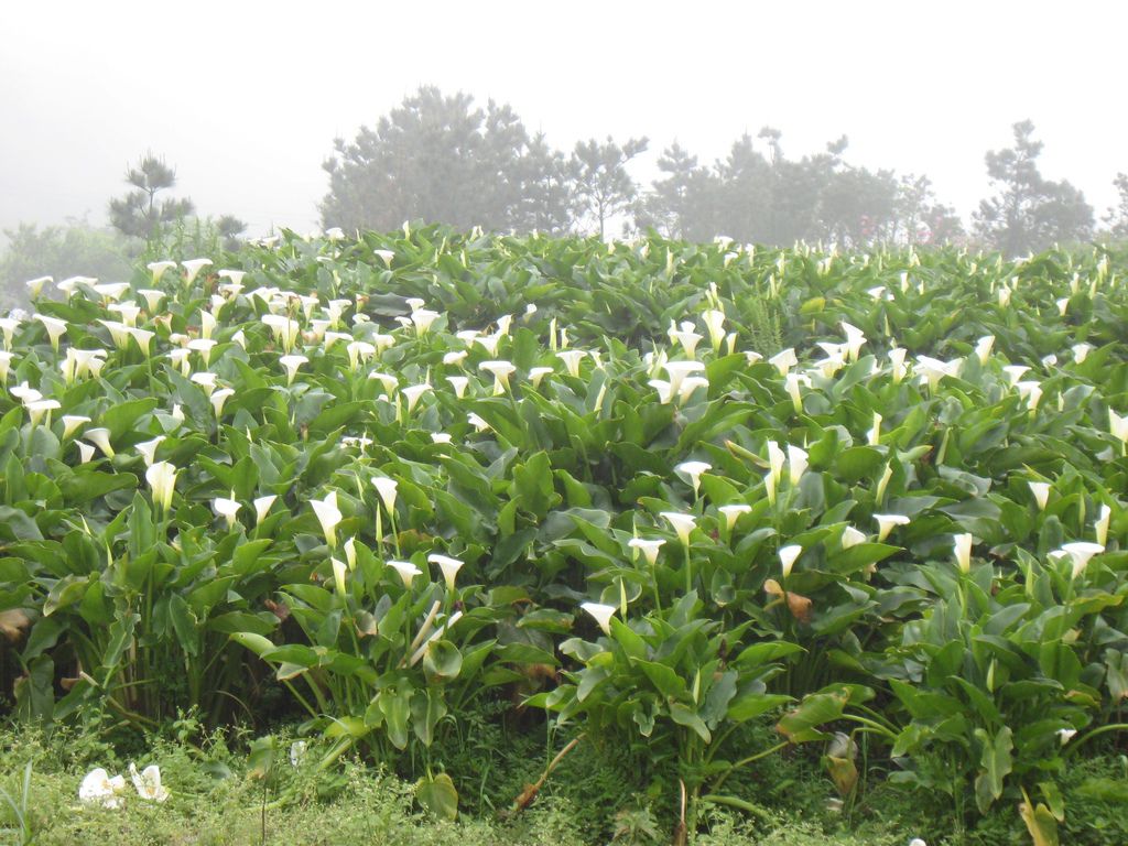 IMG_3615.jpg IMG_3615.jpg