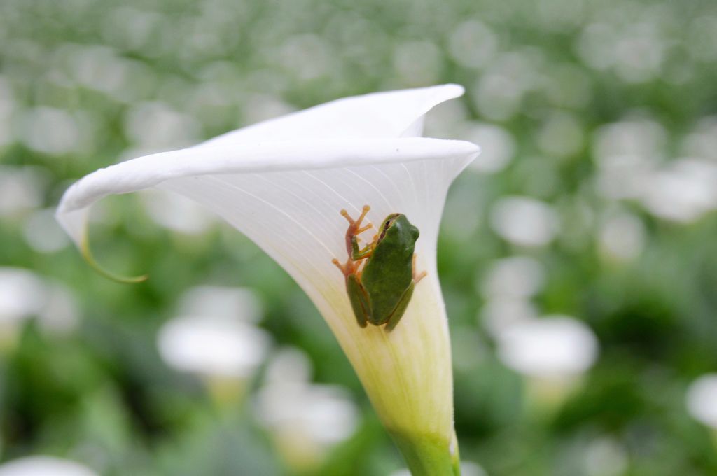 DSC_6964.jpg DSC_6964.jpg