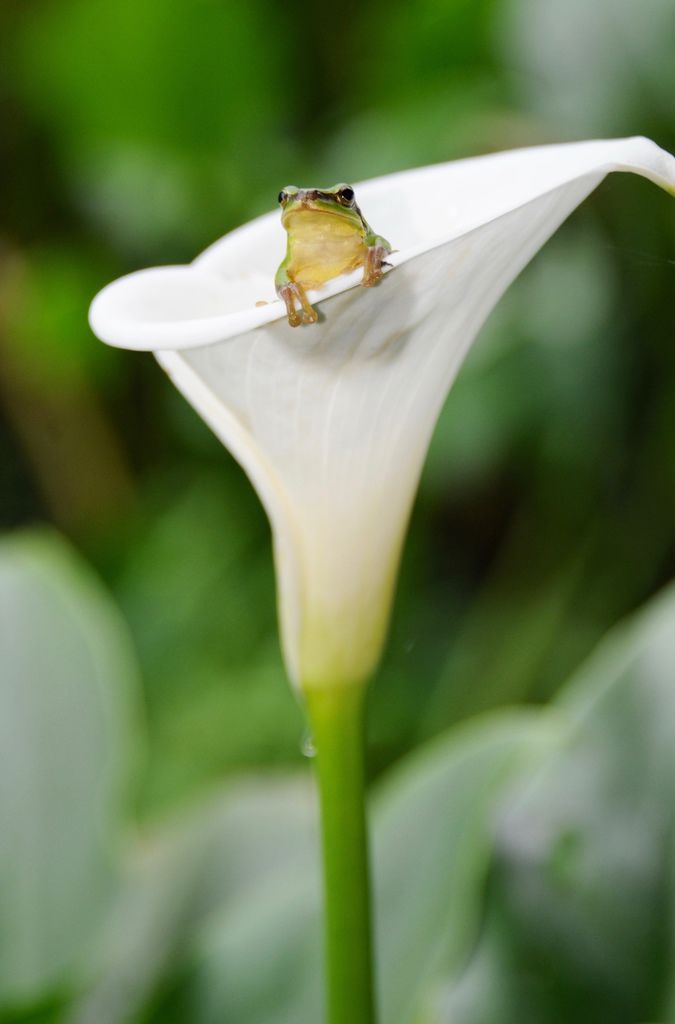 DSC_8560.jpg DSC_8560.jpg