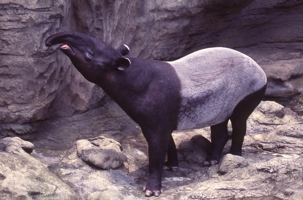 馬來貘-001.jpg 馬來貘-001.jpg