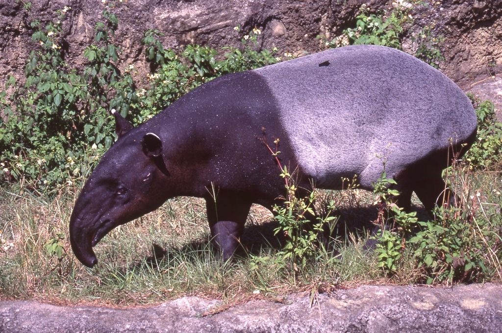 馬來貘-002.jpg 馬來貘-002.jpg