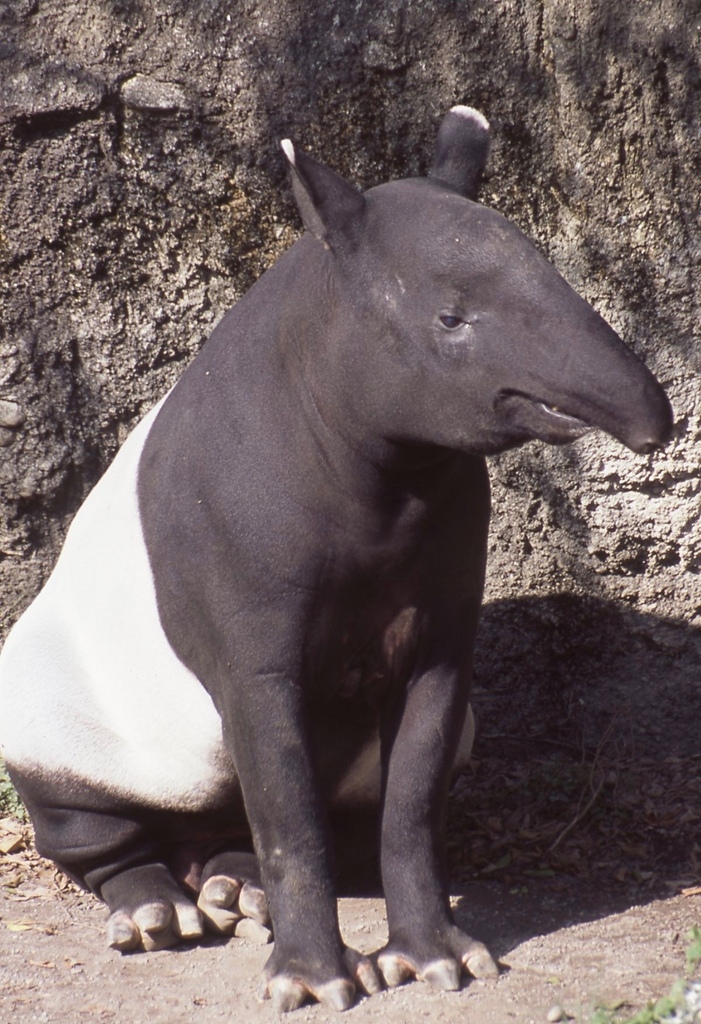 馬來貘-003.jpg 馬來貘-003.jpg