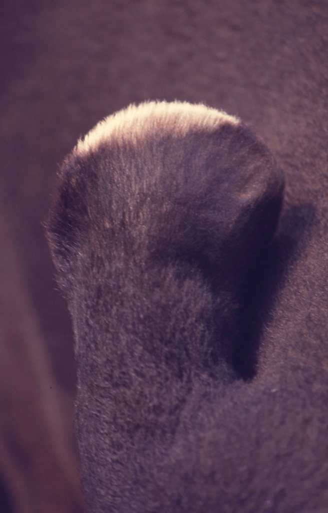 馬來貘-005.jpg 馬來貘-005.jpg