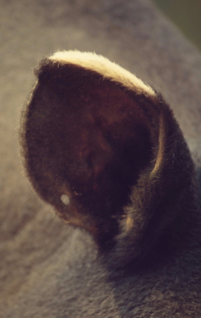 馬來貘-006.jpg 馬來貘-006.jpg