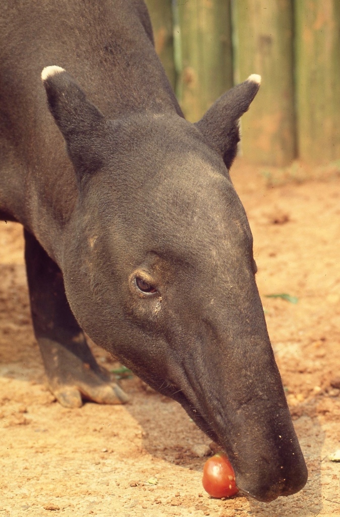 馬來貘-007.jpg 馬來貘-007.jpg