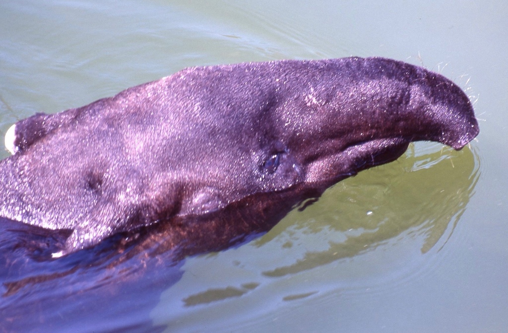 馬來貘-008.jpg 馬來貘-008.jpg