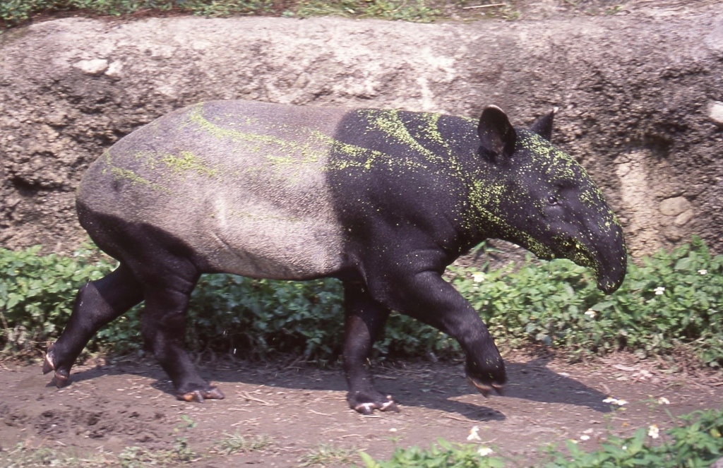 馬來貘-009.jpg 馬來貘-009.jpg