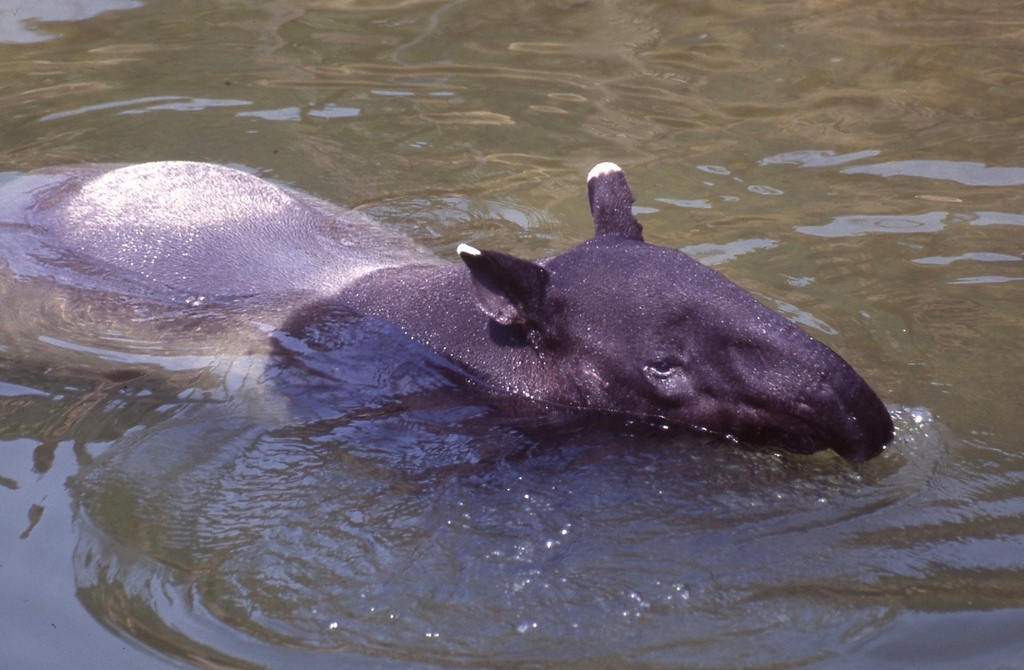 馬來貘-010.jpg 馬來貘-010.jpg