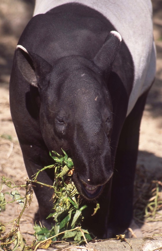 馬來貘-011.jpg 馬來貘-011.jpg