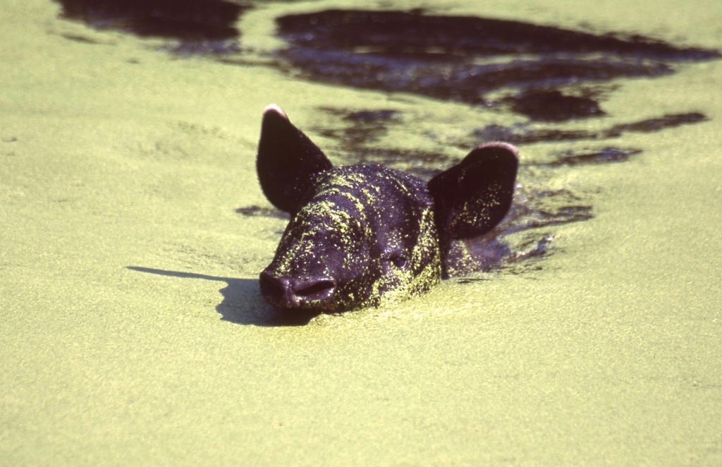 馬來貘-014.jpg 馬來貘-014.jpg